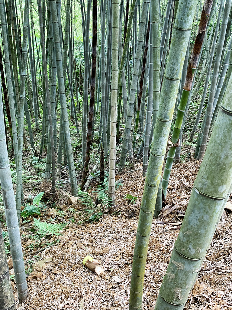 孟宗竹- 老大份休閒農場